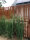 PARAS Sichtschutzwand, Motiv AVANTGARDE Typ 1, 900 x 1800 x 2 mm, 30 mm gekantet, Cortenstahl
